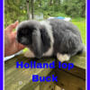 Holland lops Rabbits