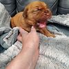 Dogue de bordeaux