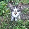 Pretty Male Kitten