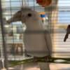 Male Cockatiel rehoming