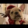 Cream Fawn French Bulldog Female Full AKC