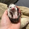 Baby Hedgehogs