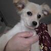 3 Month Old Terrier Mix
