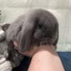 Baby Holland Lop Bucks!