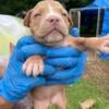 American bully puppies