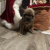 Ckc registered French bulldogs puppies
