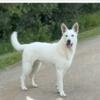 BEAUTIFUL EUROPEAN SUISSE WHITE SHEPHERD PUPS AVAILABLE