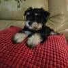 Akc min schnauzer puppies 219 789 0255