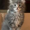 2 Female MaineCoon Kittens