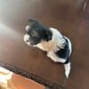 Adorable and Loved Morkies Available