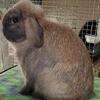 🏆 Tort Holland Lop Buck 
