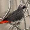 Young Dna Certified Female Congo African Grey