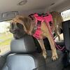 Female English Mastiff