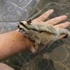 Have several sugar gliders available!