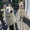 Rehoming Siberian Huskies