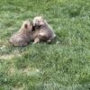 Chow chow pups 