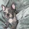 French Bull Dog puppy