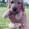 Miniature Goldendoodle Male Puppy