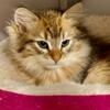 Siberian Male  Kitten Stunning