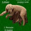 AKC Toy/Mini Poodles ~ $340