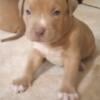 American Bully XL Puppies- for sale