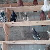 Sal''s Pigeon farm