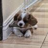 Cavalier King Charles Spaniel female puppy  