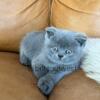 Blue British Shorthair