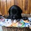 Labrador Retrievers ready 8/31