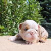 English Bulldog Puppies