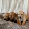 AKC Golden Retriever Puppies