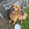 AKC Golden Retriver Stud - Red