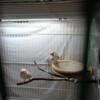 NEW PICS ADDEDED - Beautiful zebra finches, bonded pairs