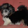 Gorgeous Purebred Shih Tzu Puppies