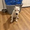  Pups ready for home