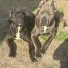 Waitlist for Cane Corso Puppies due 4/16/2026