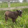 Nigerian Dwarf Baby Goats