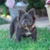 ADULT FEMALE FLUFFY FRENCHIE