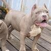 Pocket American Bully