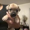 Chihuahua mix puppies