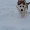 Beautiful King Sized Husky Male