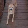 chihuahua/pug mix