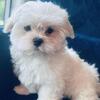 Maltese Puppies Female $3,500 Male $2,500