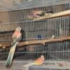 Bourke Parakeets Six Available