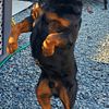 Rottweiler Studs for mating