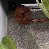 Crested Gecko (Red Flame x Harlequin)