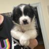 Aussie Puppies for sale