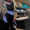 Black Russian Blues Rehoming 