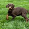 Doberman Pinscher Male Puppy ready to take home