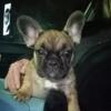 ISO French Bulldog 